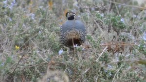 Western Mockingbird, Golden-crowned Sparrow, Fluffy, Kali, Quail, Buddy and Cooper's Hawk