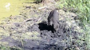 Кабанчик принимает грязевые ванны в Бузулукском бору