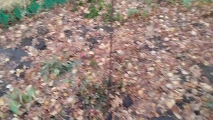 готовим розы к зиме и другие хлопоты