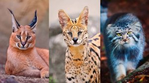 ДИКИЕ КОШКИ КОТОРЫМ НЕ МЕСТО В ДОМЕ / ЭКЗОТИЧЕСКИЕ КОШКИ