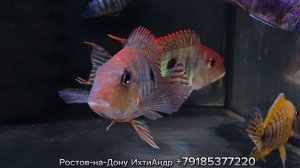 Геофагус Тапажос (geophagus tapajos)