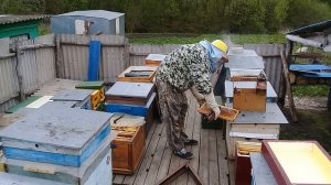 Формирую семью воспитательницу + отводок