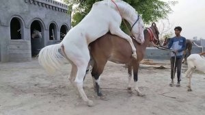 New Horse Mating Video Nukra Stallion Haider Bajwa Stud Farm