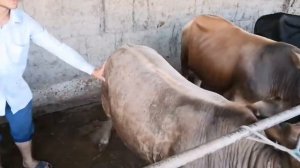 БИЗНЕС БУКА ПАРВАРИ дар Точикистон тарзи укол гузарондан нав 31 августа 2020  г.