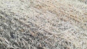 Канадская озимая пшеница Фарел, результат