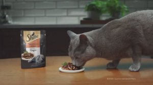 Рекламный ролик Sheba (озвучка Евгений Комаров - вокал)