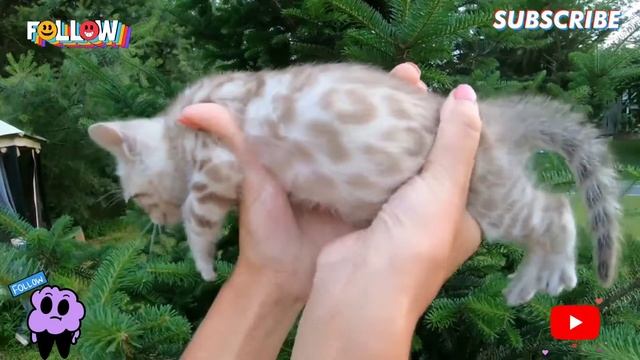 Just Look At That - Cute & Sweet Silk Mink Spotted Bengal Tabby ( Male )