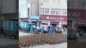 Точно гуси