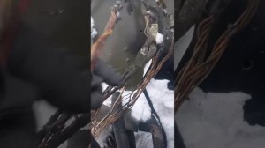 зил 4331 разводка проводка косы