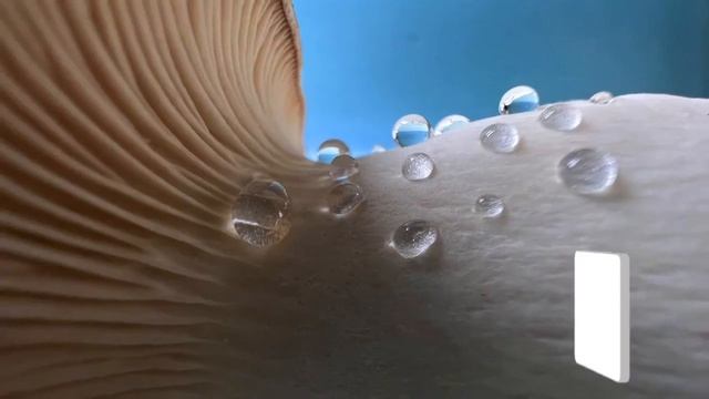 Apple iPhone 13 Pro Max 2021 | You Can Buy Now On Amazon смотреть онлайн