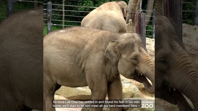 Welcome Luk Chai to Melbourne Zoo! смотреть онлайн