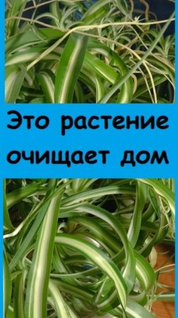 Это растение удаляет токсины из воздуха вашего дома, обязательно посадите и выращивайте его у себя