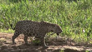"Mick Jaguar" Goes Hunting in the Pantanal, Brazil
