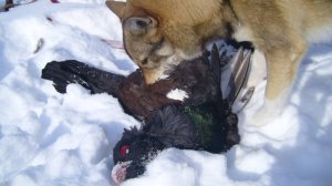 Охота на глухаря из под западно-сибирской лайки.