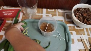 Пересадка орхидеи 💞