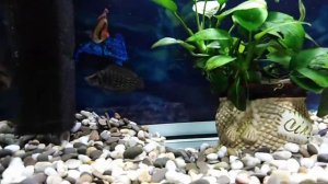 аквариум 35 литров барбусы и кальвус