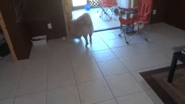 Bentley and his new bone смотреть онлайн