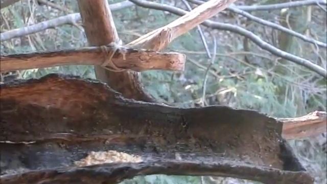 On The Bird Feeder смотреть онлайн