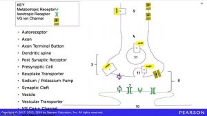 05c Synaptic Transmission Narrated PPT 1 default