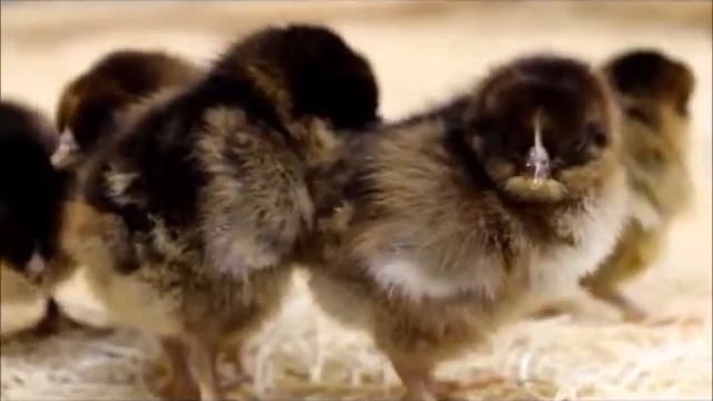 Partridge Plymouth Rock Chicks смотреть онлайн