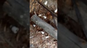 Кучка телеграфных изоляторов ,с демонтированных опор