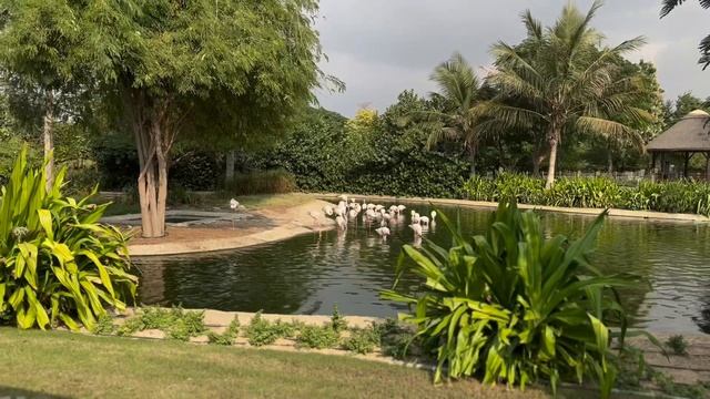 Сафари парк Дубай . Dubai safari park. смотреть онлайн