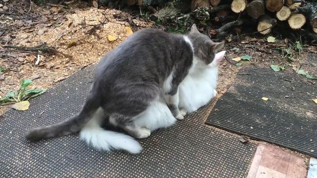 家貓 Делаем котят ВСЕМ МИРОМ!!! смотреть онлайн