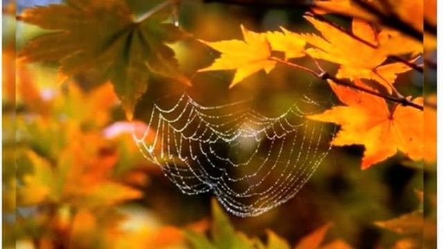 К осени пришла усталость..., Александр Шелехин, муз., исп. Самуил Фрумович смотреть онлайн