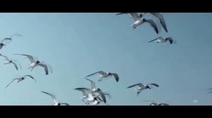 Вот эта песня! Её ищут в интернете! Зоя Левада - Я Одна Такая !