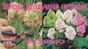 Обрезка метельчатой гортензии осенью.