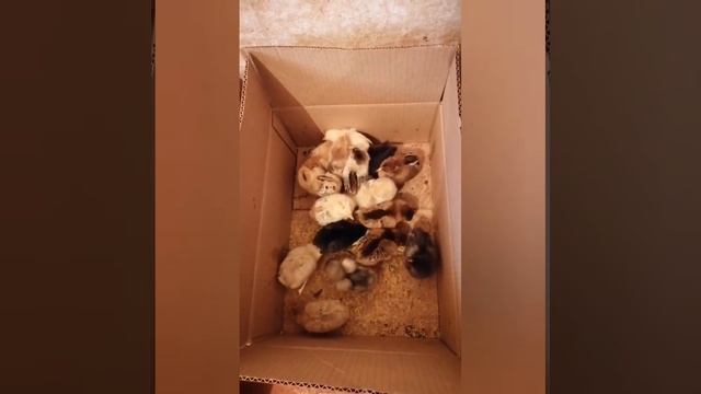 Купили цыплят будем подсаживать к нашей квочке смотреть онлайн