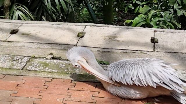 Солнечная ванна Пеликана 😊 смотреть онлайн