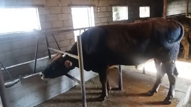 (40) Купил быка смотреть онлайн