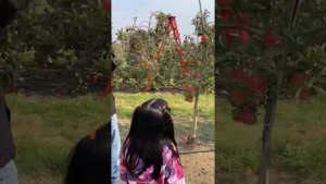 Apples here Apples there Apples everywhere 🍏🍎🍏🍎