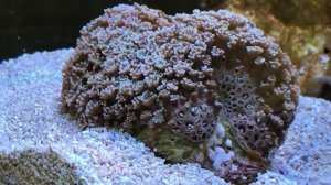 vlog41 RSM S 500 Kole Yellow Eye Tang and corals