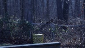 Hoyt GameMaster 2