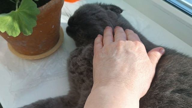Микушкины солнечные ванны