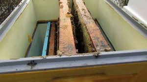 подготовка пчел к зимовке - методика подсиливания слабого отводка пчел в ноябре