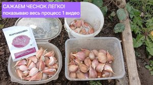 Наконец-то отстрелялась. Чеснок посадила, можно спать спокойно.