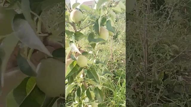 31.07.2024 груша Киффер