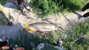 Рыбалка удалась поиск трофейного сазана.