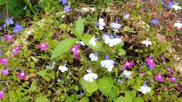 23.07.2023 Только кусты ТРЯСУТСЯ!🌱Девочка оказалась спокойной!👍Первый урожай!😋