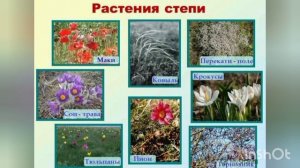 Видеоурок окружающий мир Тема:"Зона Степей" 4 класс