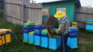 Незапланированный мёд. Отводки. Стационар.