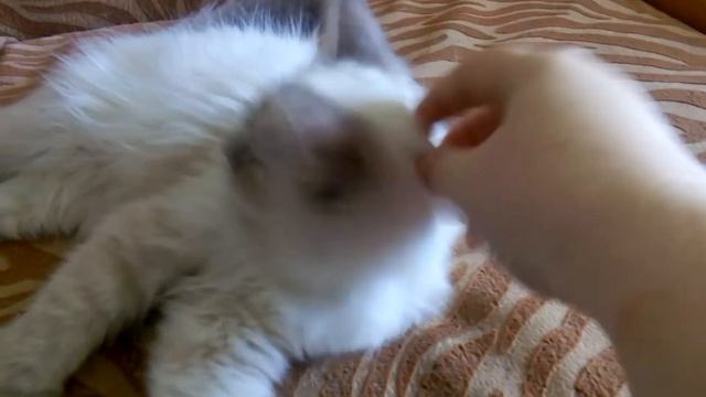 13 мая 2017 г. смотреть онлайн