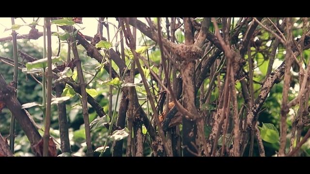 Some basic effects on FINAL CUT PRO X смотреть онлайн