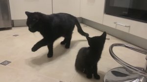 Мелкий подкидыш. Зкакомство с чёрной кошкой.