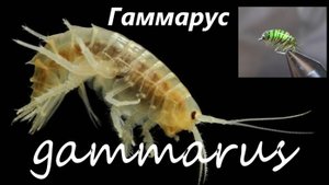 Гаммарус  для зимней рыбалки.