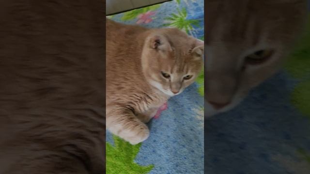 открой окно хочупогулять :)))) ; please open a window ^_^ смотреть онлайн