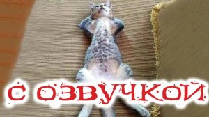 Приколы с котами! С ОЗВУЧКОЙ! Смешные коты и кошки! Смешное видео с животными
